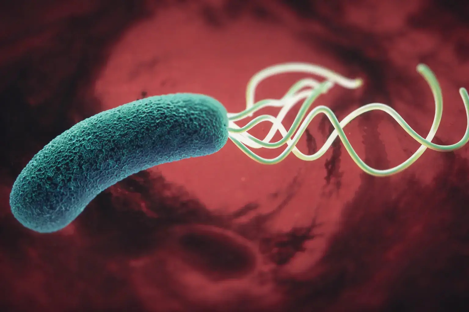 Alta taxa de erradicação do H. pylori com terapia à base de rifabutina